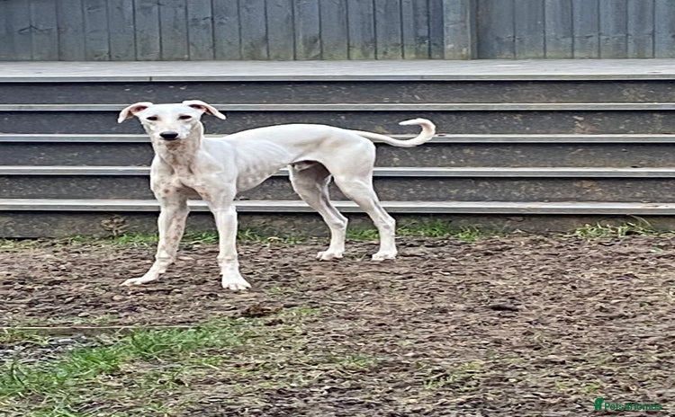 Mixed Breed dogs - Advert 1