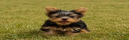Yorkshire Terrier dogs for sale: SMALL GIRL ONE LEFT - Advert 10