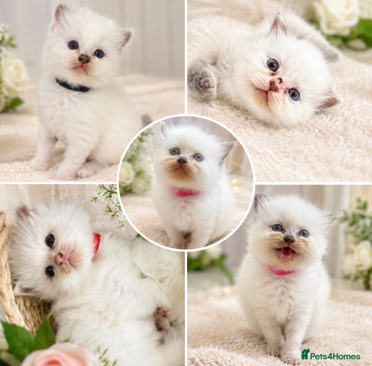 Ragdoll cats Ragdoll kittens champion breed GCCF show quality  - Advert 1