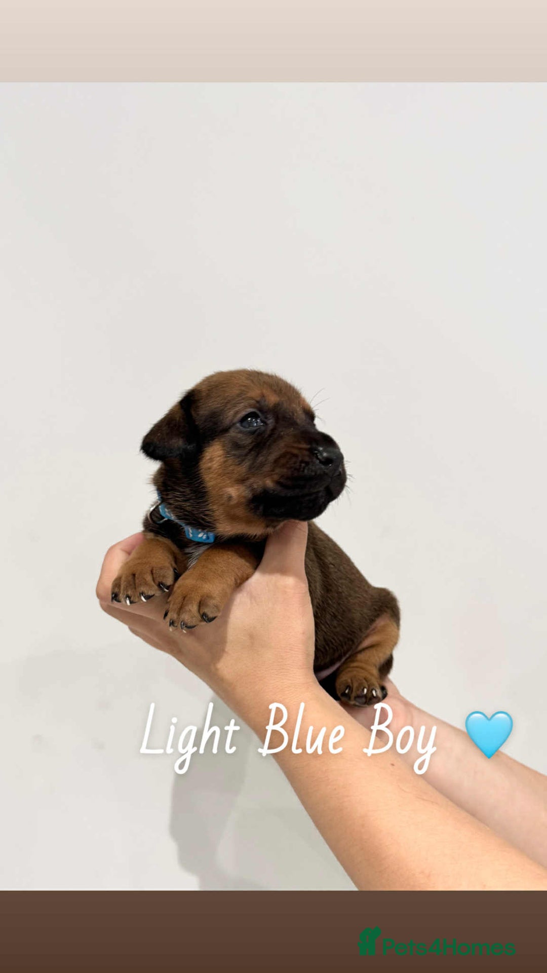 Mixed Breed dogs for sale: Doberman X XL Bully  - Image 31