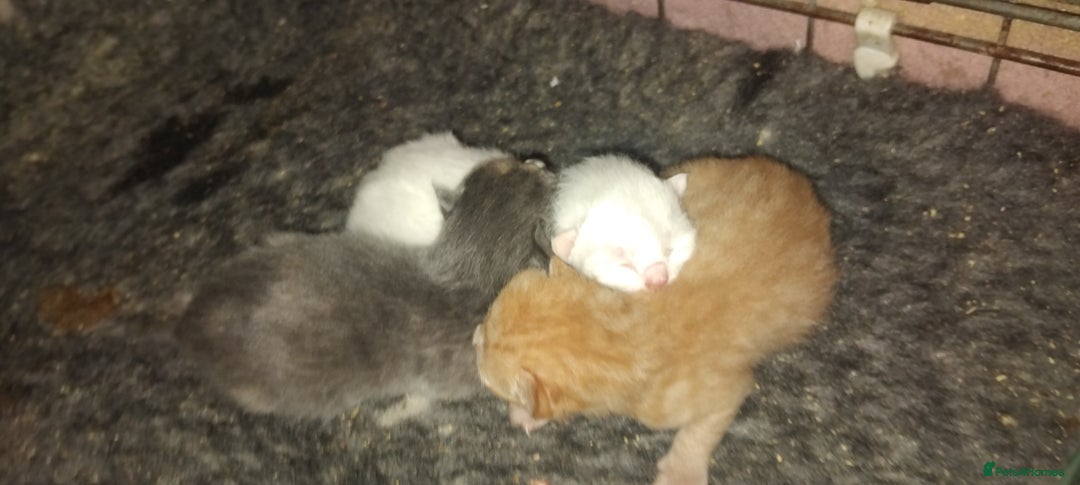 British Shorthair cats for sale: 3/4 British short hair male ready now  - Image 6