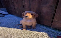 Labrador Retriever dogs for sale: KC Registered Labrador Puppies - Image 10
