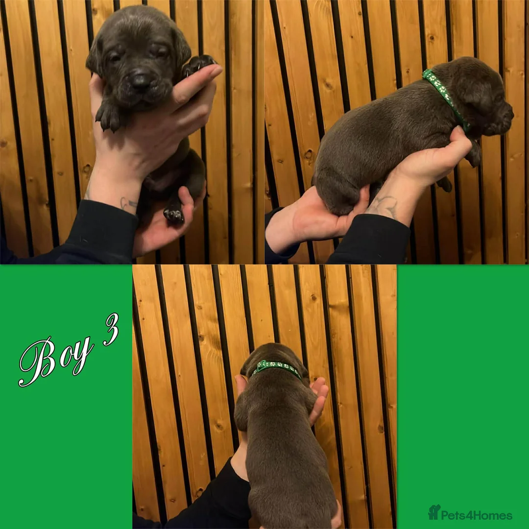 Cane Corso dogs for sale: Cane corso pups  - Advert 6