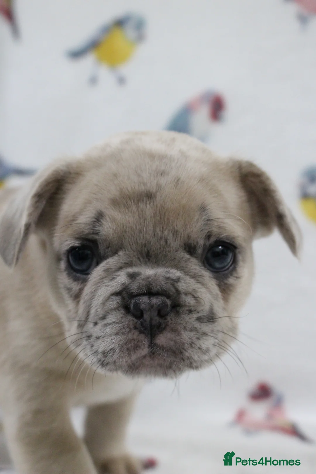 French Bulldog dogs for sale: French Bulldog puppies - Advert 16