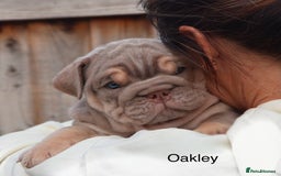 English Bulldog dogs for sale: Outstanding English bulldog puppies - Image 19
