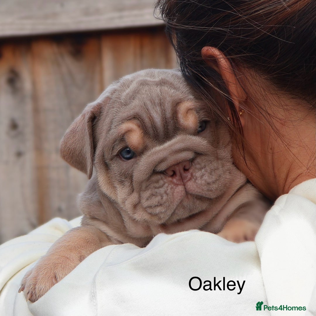 English Bulldog dogs for sale: Outstanding English bulldog puppies - Image 19