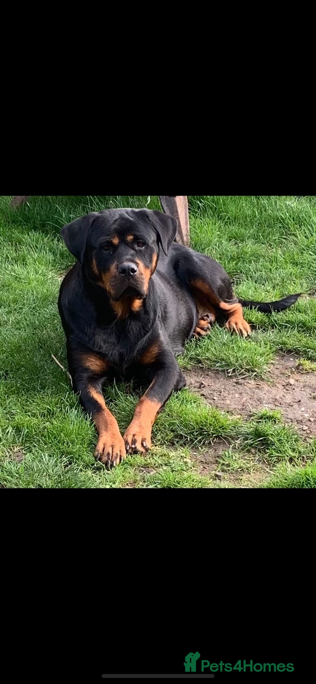 Rottweiler dogs for sale: Rottweiler Puppies - Advert 1