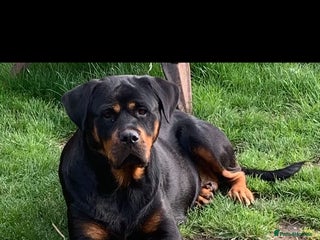 Rottweiler dogs Rottweiler Puppies - Advert 6