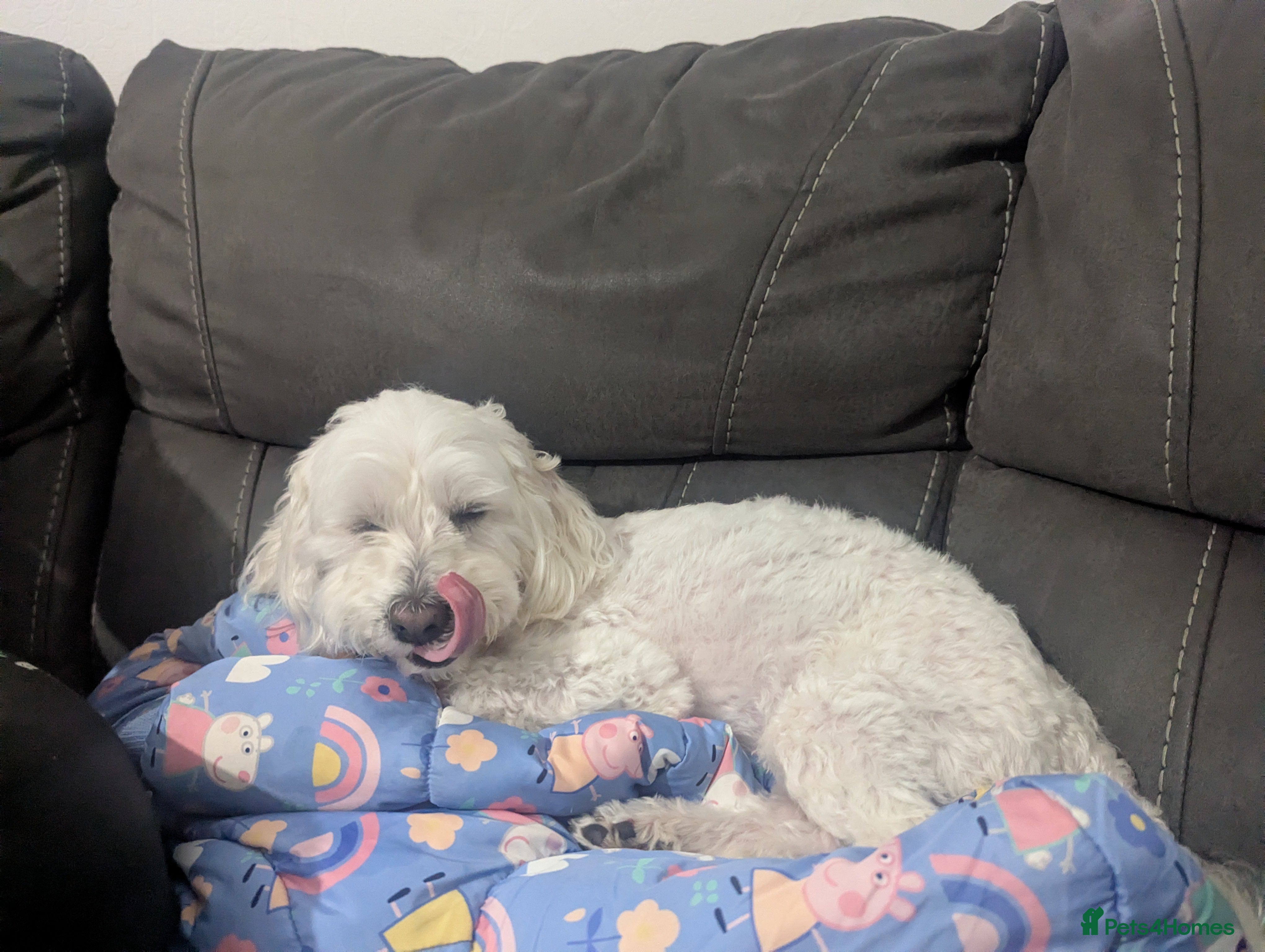 Maltipoo dogs Stunning male maltipoo  - Advert 1