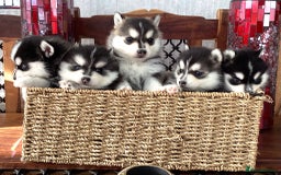 Pomsky dogs for sale: Very Tiny F4 Pomskys  - Image 25