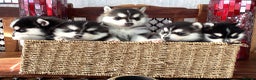 Pomsky dogs for sale: Very Tiny F4 Pomskys REDUCED NEEDS HOMES NOW - Advert 25