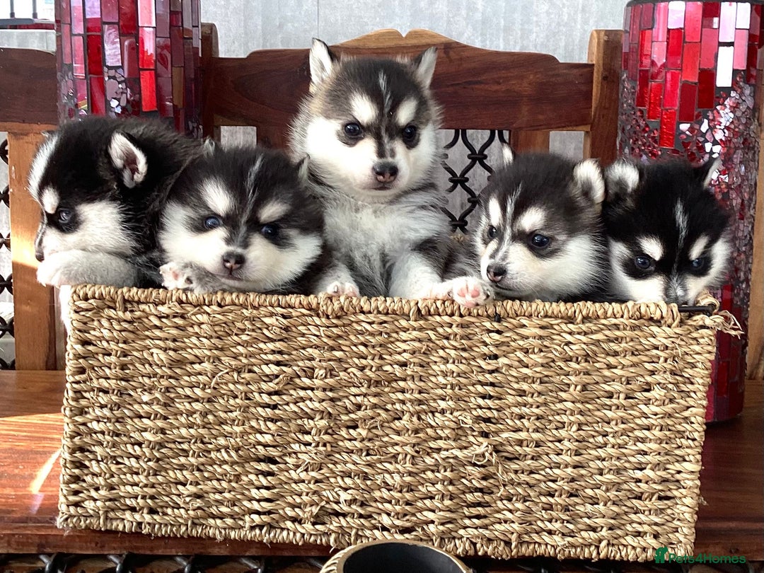 Pomsky dogs for sale: Very Tiny F4 Pomskys  - Image 25