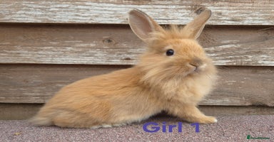 Lionhead rabbits - Advert 15