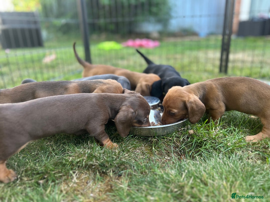 Miniature Dachshund dogs for sale: Miniature Dachshund Pups  in Banbury - Image 27