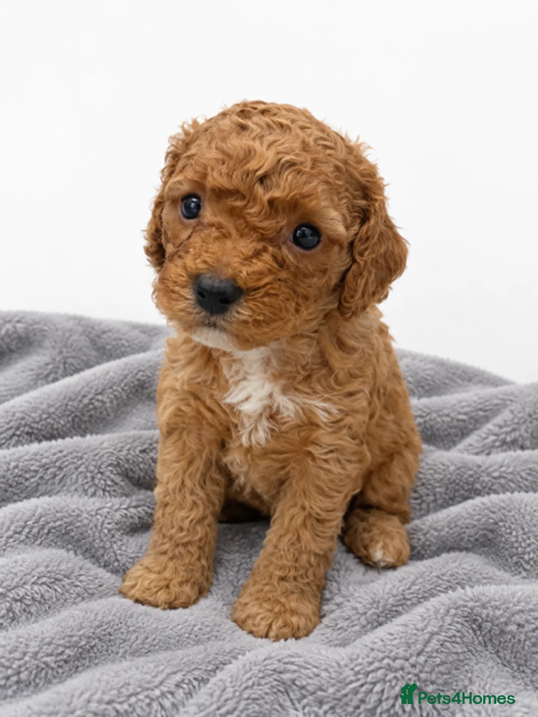 Cavapoo dogs for sale: Beautiful Cavapoo Puppies – 4 Boys & 3 Girls - Advert 2