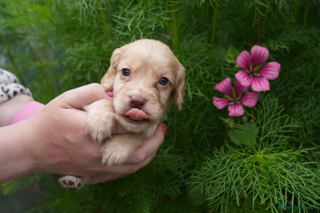Cocker Spaniel dogs for sale: 4 male KC working cocker spaniel puppies - Image 20