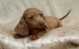 Miniature Dachshund dogs for sale: READY TO LEAVE Rainbow KC Reg Miniature Dachshunds - Image 25