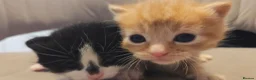 Domestic Shorthair cats for sale: Beautiful, healthy & happy kittens for rehoming in Cranbrook - Advert 21
