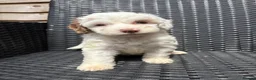 Cockapoo dogs for sale: Merle cockapoo puppies - Advert 3