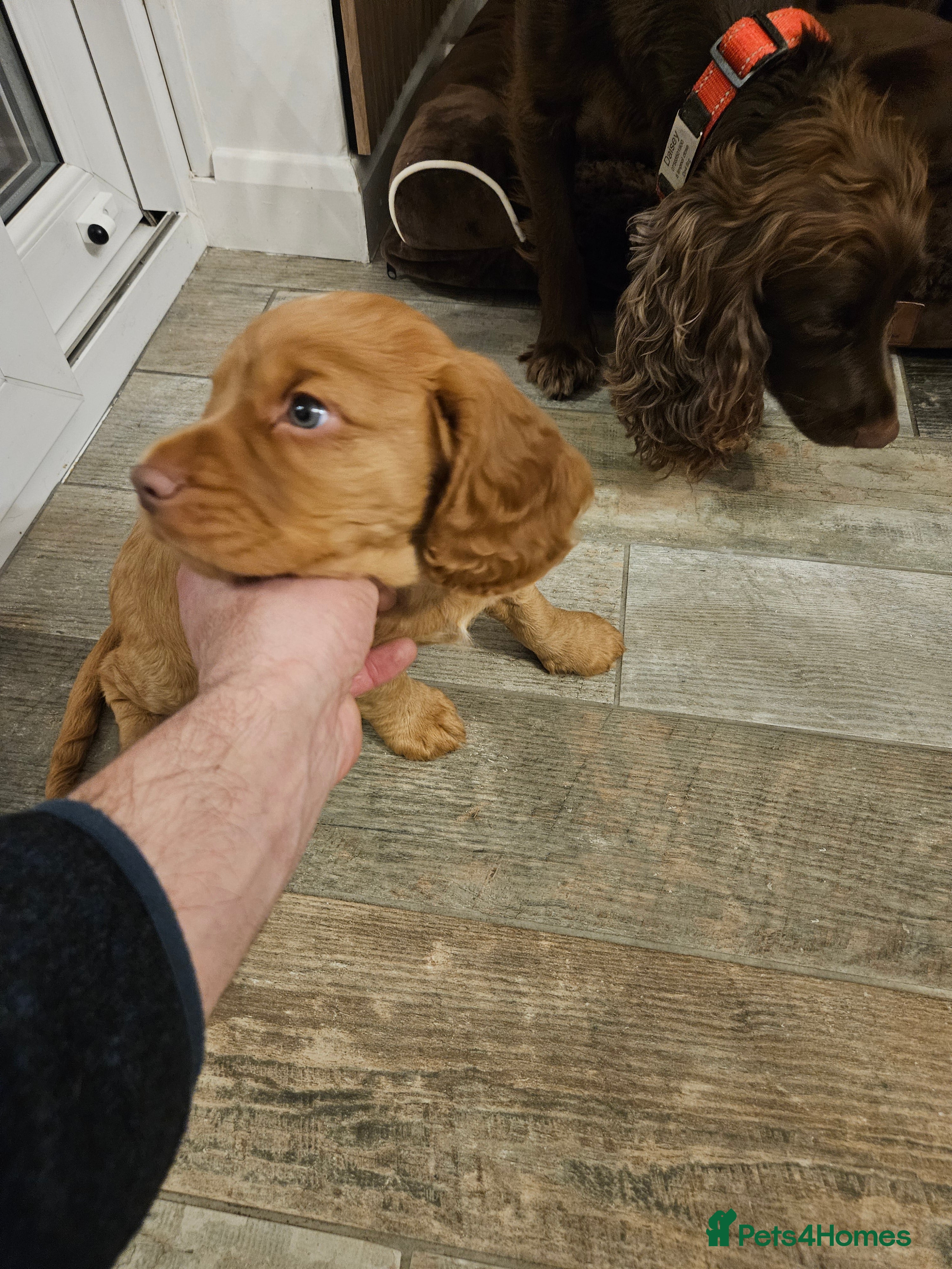 Cocker Spaniel dogs Cocker spaniel pure breed pupies,working  - Advert 6