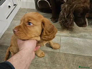 Cocker Spaniel dogs Cocker spaniel pure breed pupies,working - Advert 6