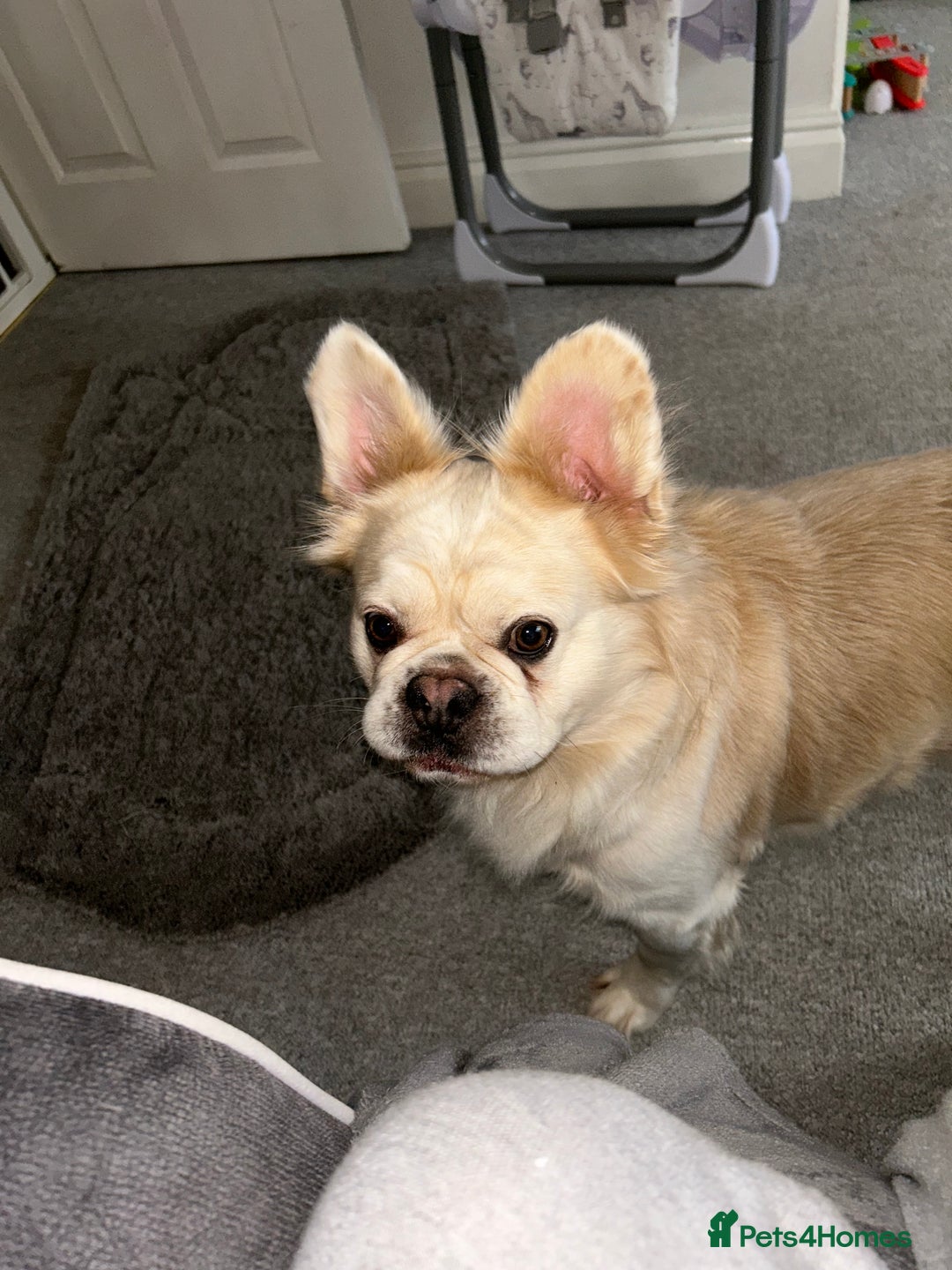 French Bulldog dogs for sale: Cream fluffy Frenchie for sale  - Advert 3