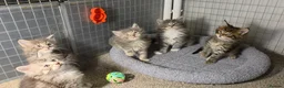 Maine Coon cats for sale: Tica Beautiful Maine Coon Kittens  in Sittingbourne - Advert 32