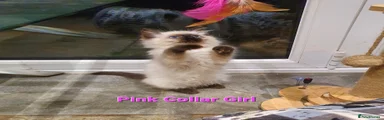 Pink Collar Girl.