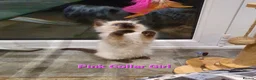 Ragdoll cats for sale: Beautiful GCCF Registered Ragdoll Kittens. - Advert 32