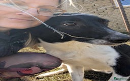 Mixed Breed dogs for adoption: Ferris for adoption - Advert 10