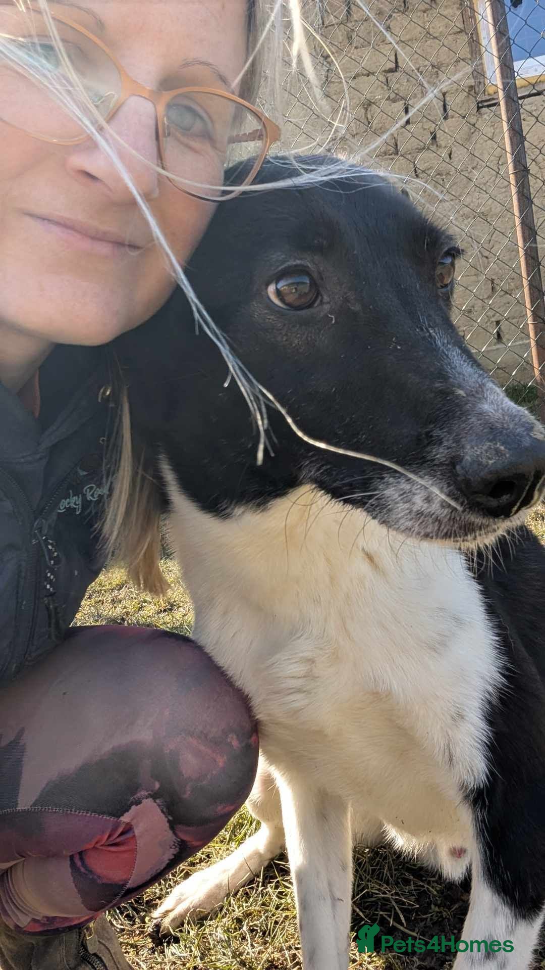 Mixed Breed dogs for adoption: Ferris for adoption - Advert 10