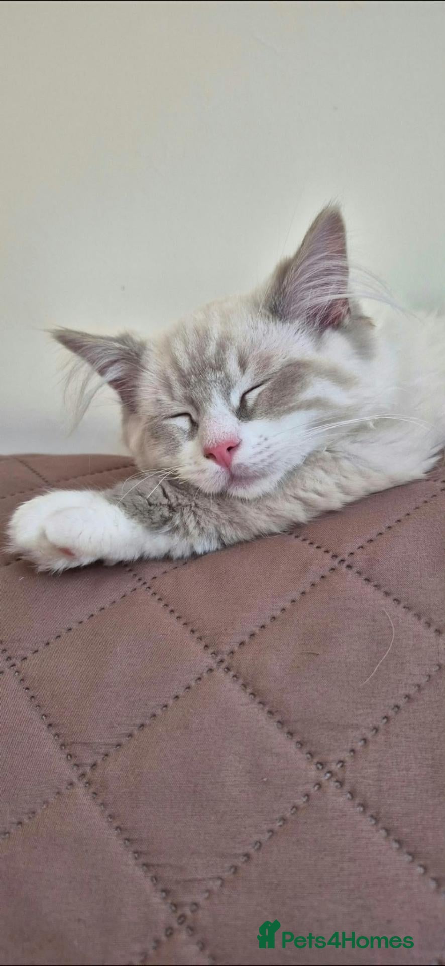 Ragdoll cats Beautiful 7‑Month‑Old Male Ragdoll - Advert 1