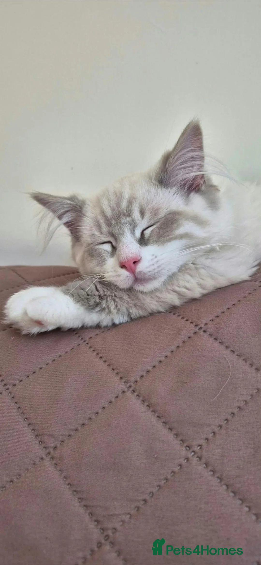 Ragdoll cats for sale: Beautiful 7‑Month‑Old Male Ragdoll - Advert 1
