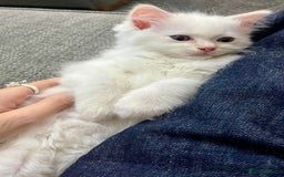 Ragdoll cats for sale: Beautiful Ragdoll Kittens, 2 Flamepoint, 1 mitted - Image 5