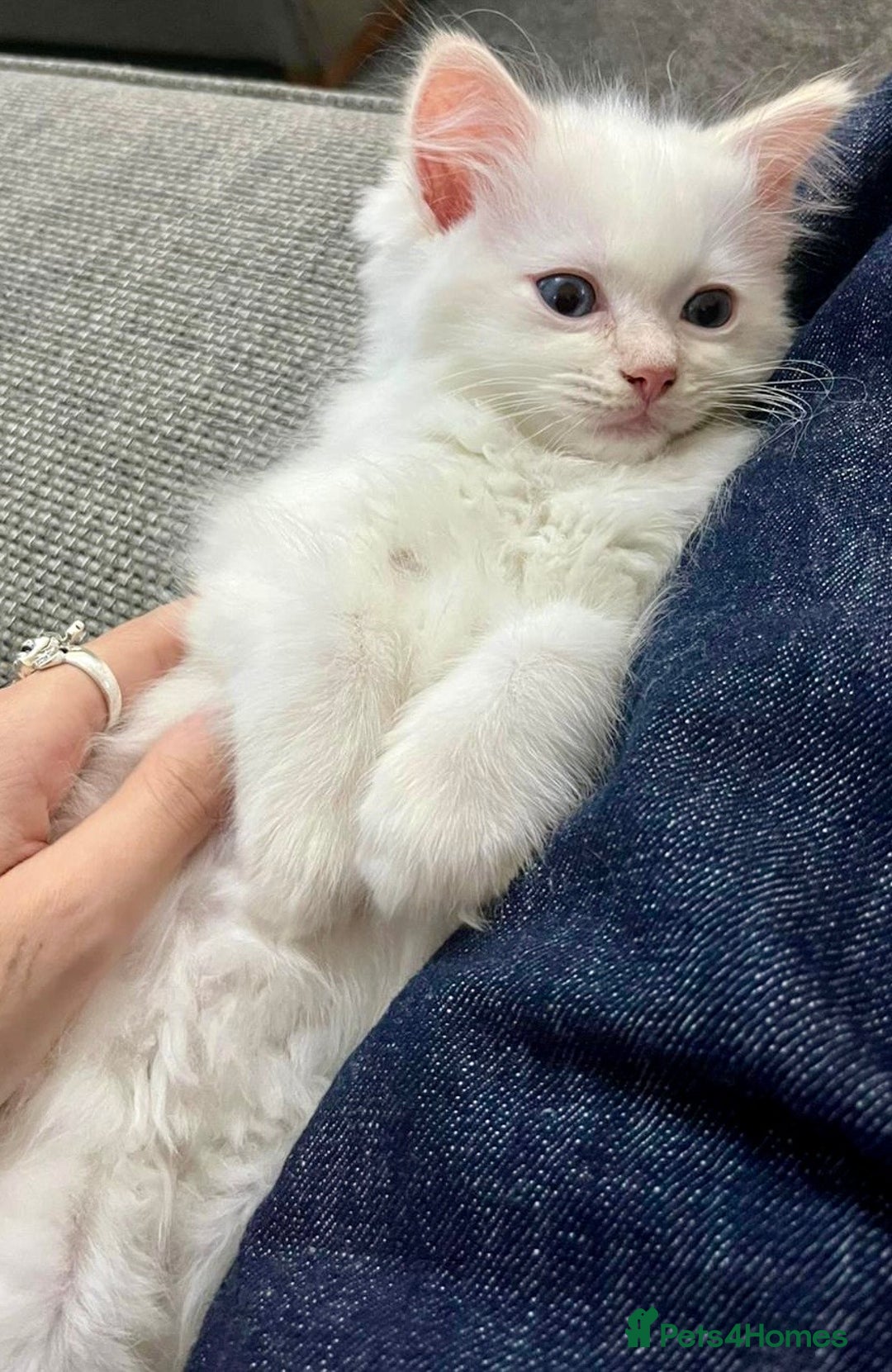 Ragdoll cats for sale: Beautiful Ragdoll Kittens, 2 Flamepoint, 1 mitted - Image 5