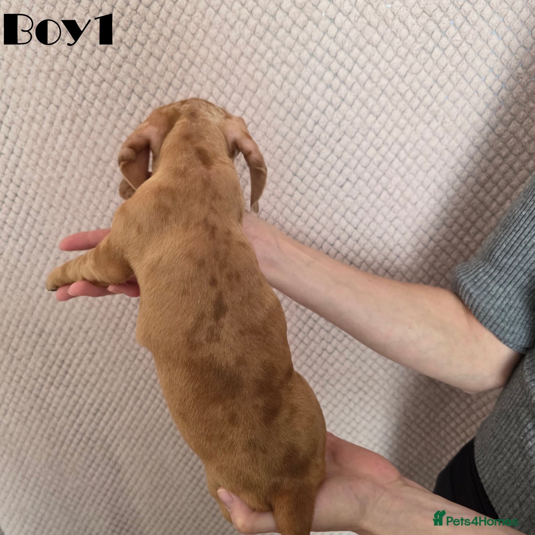 Miniature Dachshund dogs for sale: Dachshund pups - Advert 8