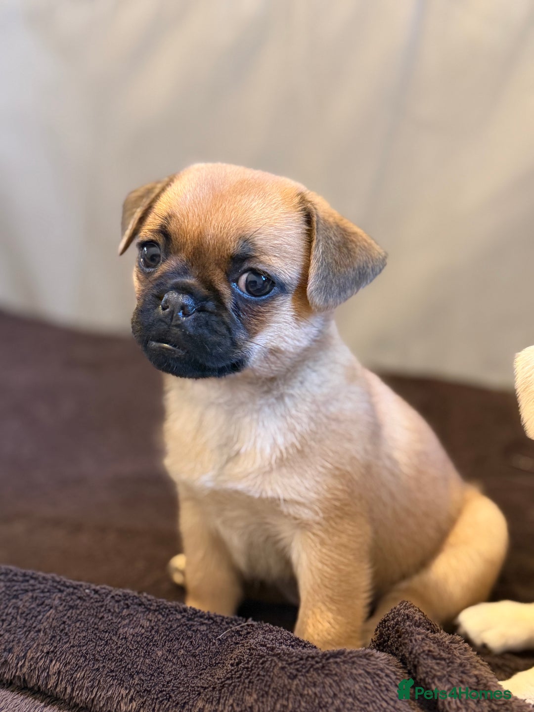 Pug dogs for sale: Adorable Pug x Pomeranian Puppies, Ready Today. - Image 2