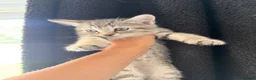 Mixed Breed cats for sale: Mixed breed tabby X ragdoll kittens - Advert 14