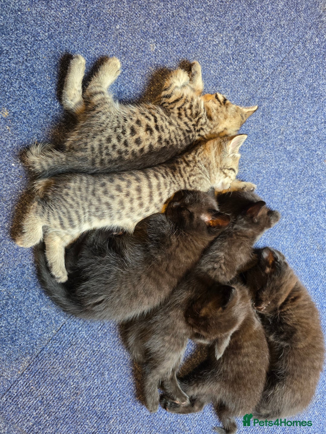 Mixed Breed cats for sale: Bengal cross. And ghost blacks - Image 2