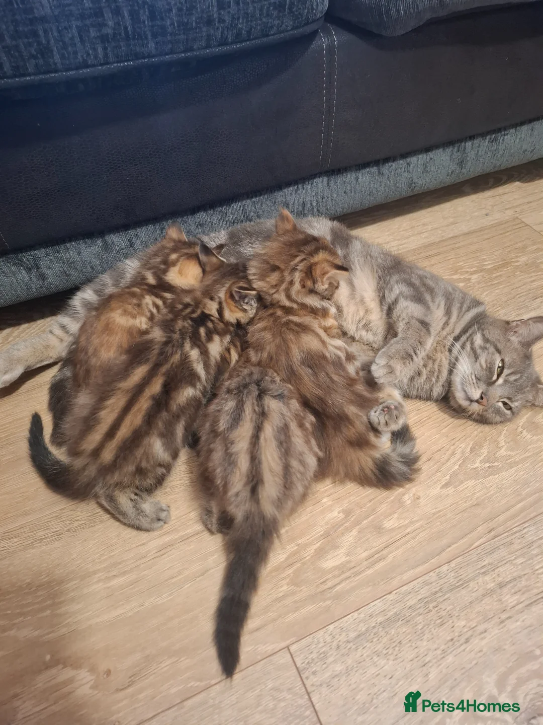 Mixed Breed cats for sale: Beautiful kittens are ready for a new home! - Advert 2