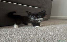 British Shorthair cats for sale: 🤩🤩 ready to go 🤩🤩 - Image 7