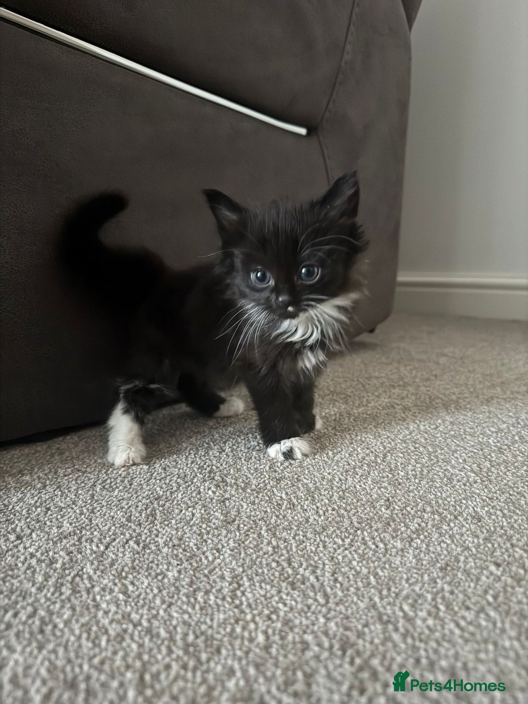 British Shorthair cats for sale: 🤩🤩 ready to go 🤩🤩 - Image 7