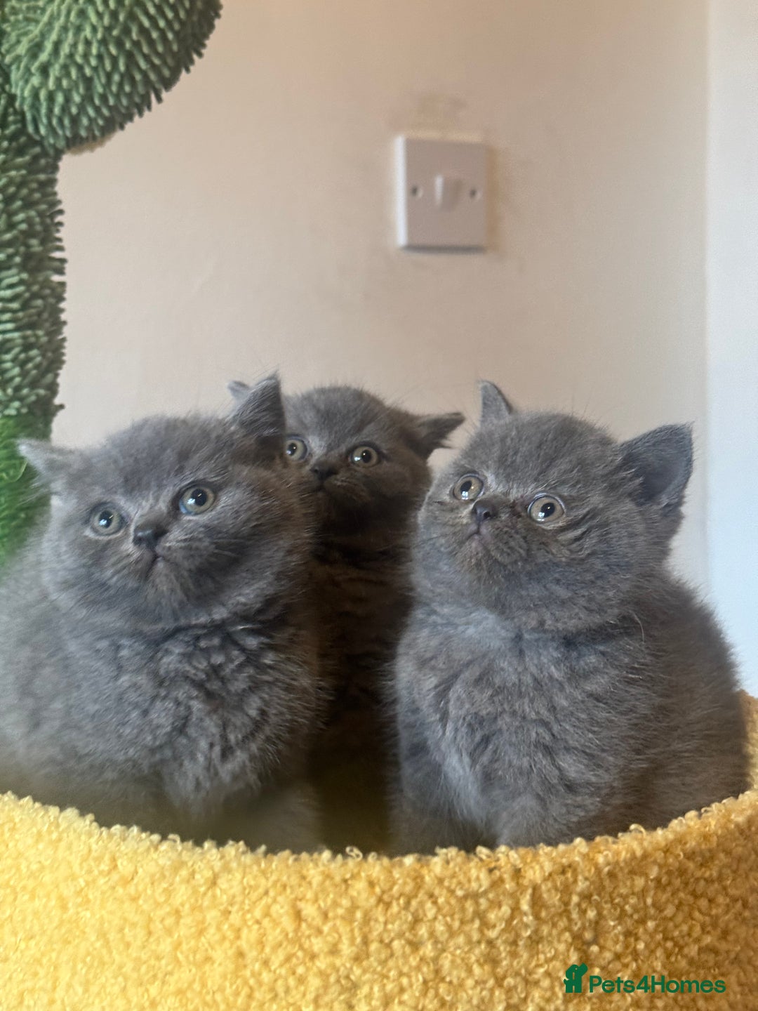 British Shorthair cats for sale: Blue British shorthair 🏆🏆🏆💙💙💙 - Advert 2