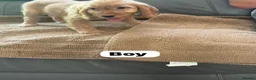 Cockapoo dogs for sale: OUTSTANDINGADORABLE F1 SHOW TYPE COCKAPOO - Advert 12