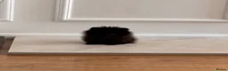 Pomeranian dogs for sale: Champion bloodlines Pomeranian  - Advert 4