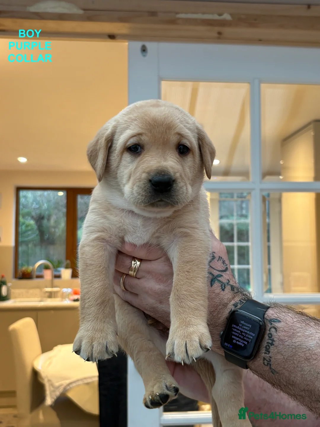 Labrador Retriever dogs for sale: Beautiful Labrador Puppies for Sale - Advert 2