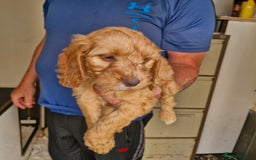 Cockapoo dogs for sale: Cockapoo puppies  - Image 4