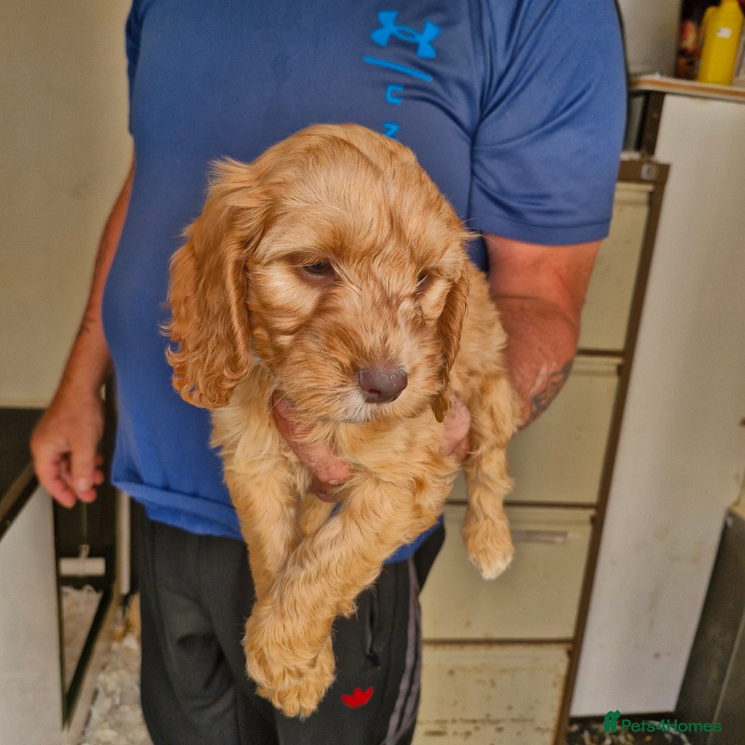 Cockapoo dogs for sale: Cockapoo puppies  - Image 4
