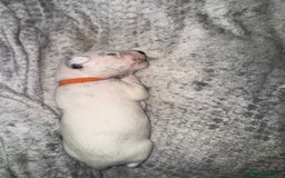Dalmatian dogs for sale: PEDIGREE Dalmatian Puppies ready by 19th December  - Image 14