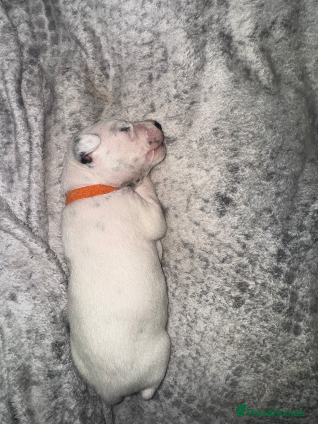 Dalmatian dogs for sale: PEDIGREE Dalmatian Puppies ready by 19th December  - Image 14